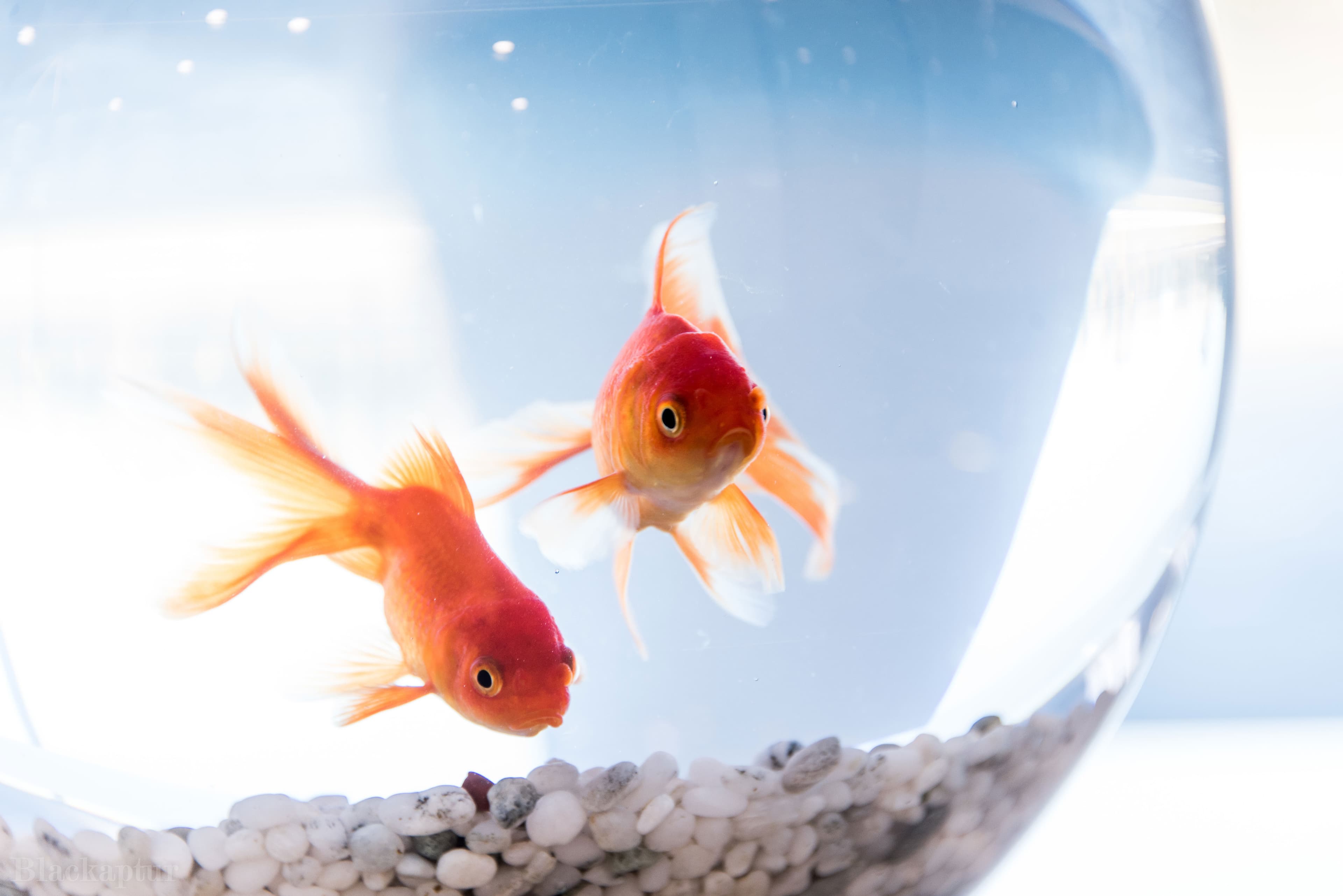 Why Your Goldfish or Betta Fish Doesn't Deserve the Bowl