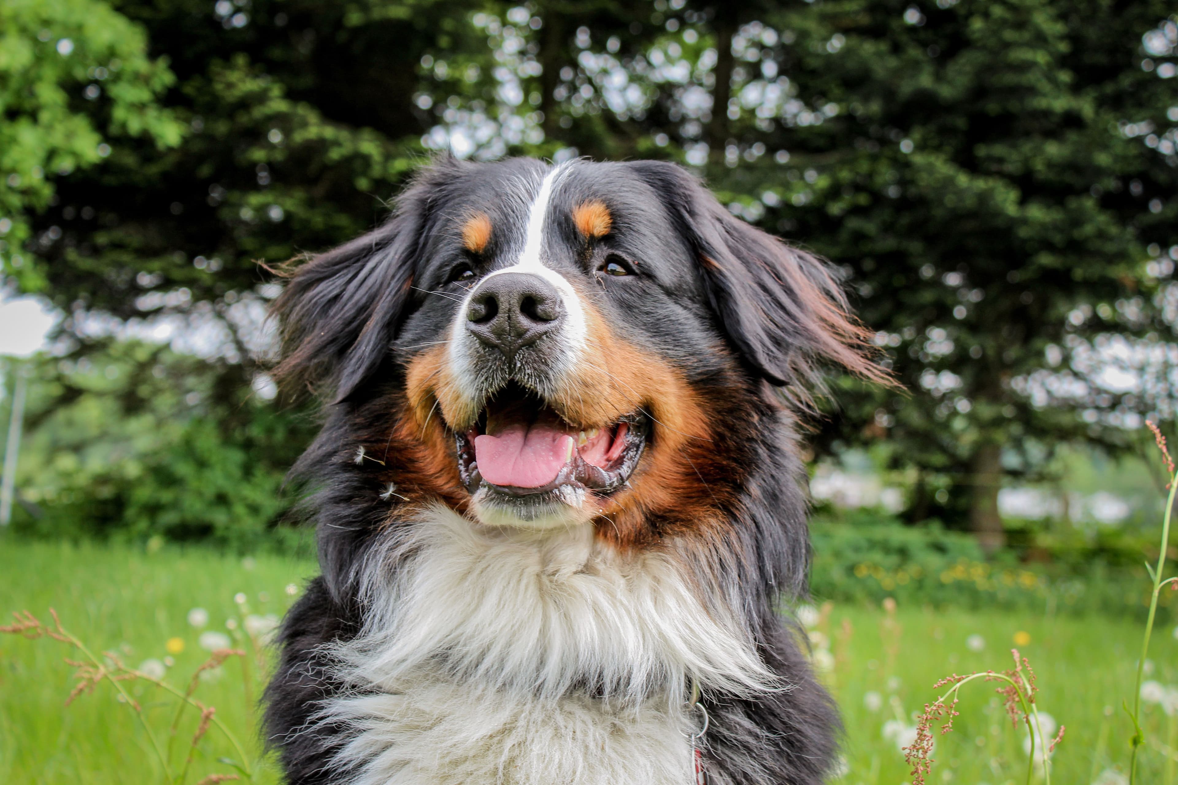 Why Heartworm and Flea & Tick Prevention Matters for Your Dog