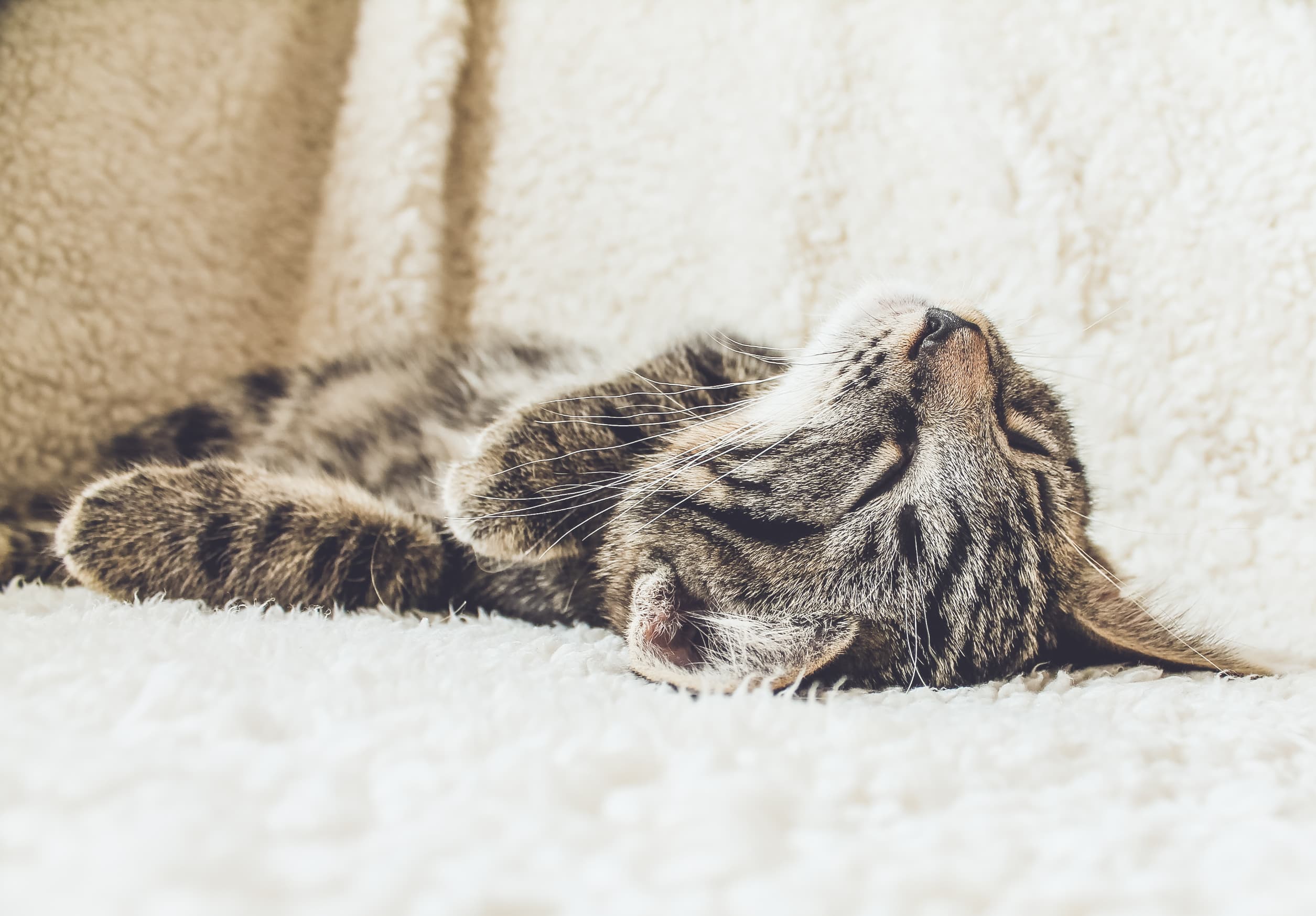 Why Even Your Indoor Cat Needs Vaccinations