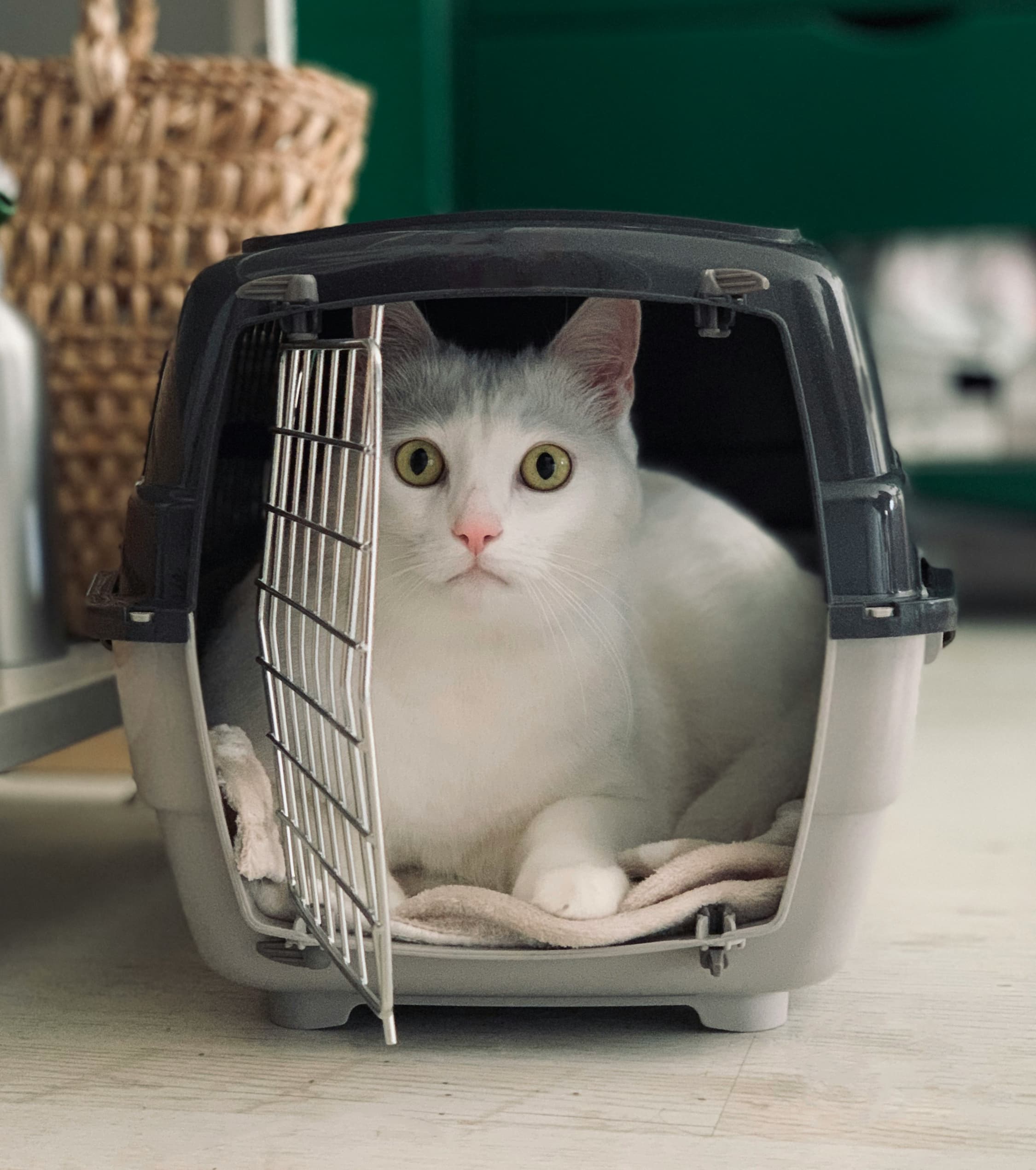 Settling In: How to Help Your Cat Feel Safe and Happy in a New Home
