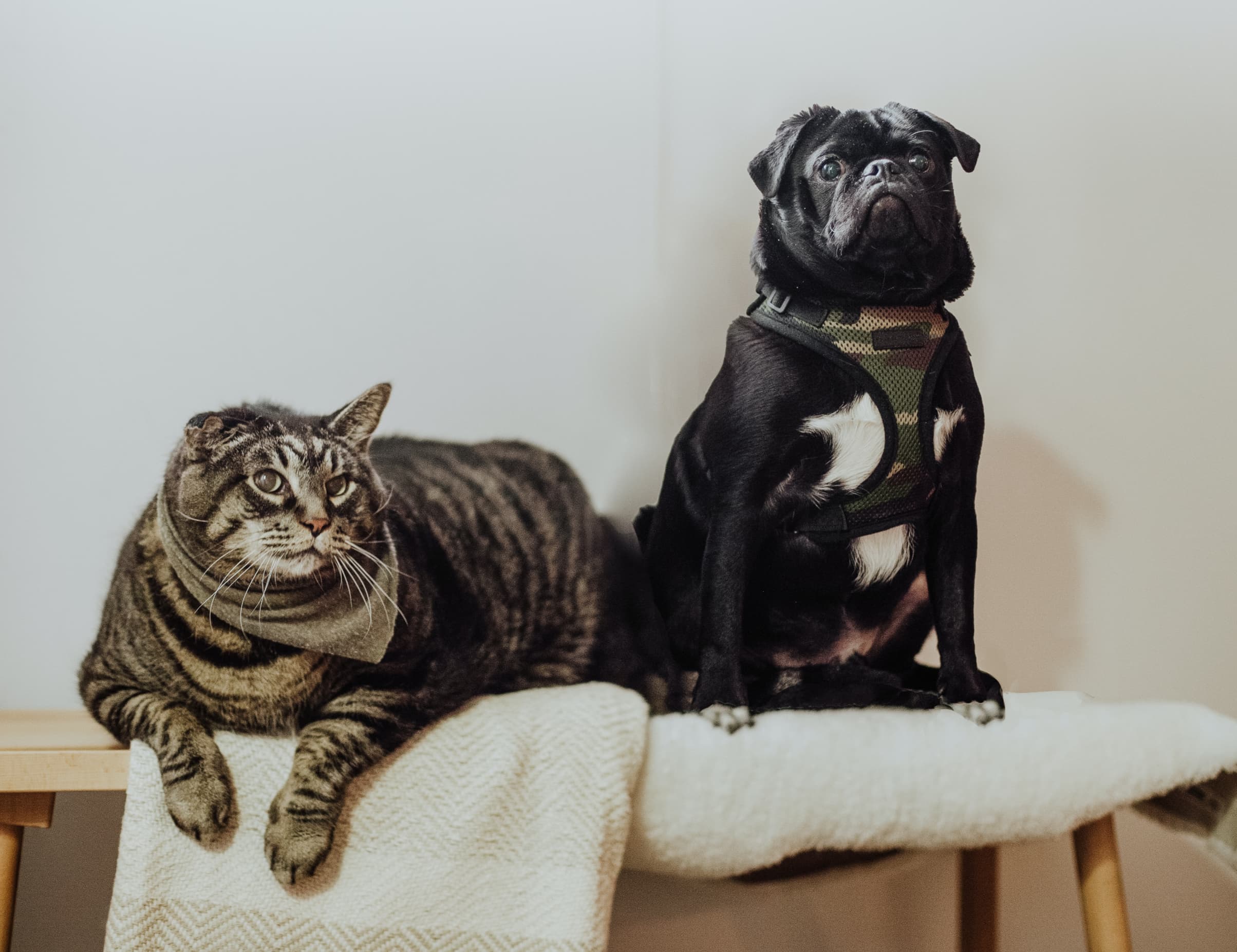 Why a Healthy Weight Matters: Add Years to Your Pet’s Life