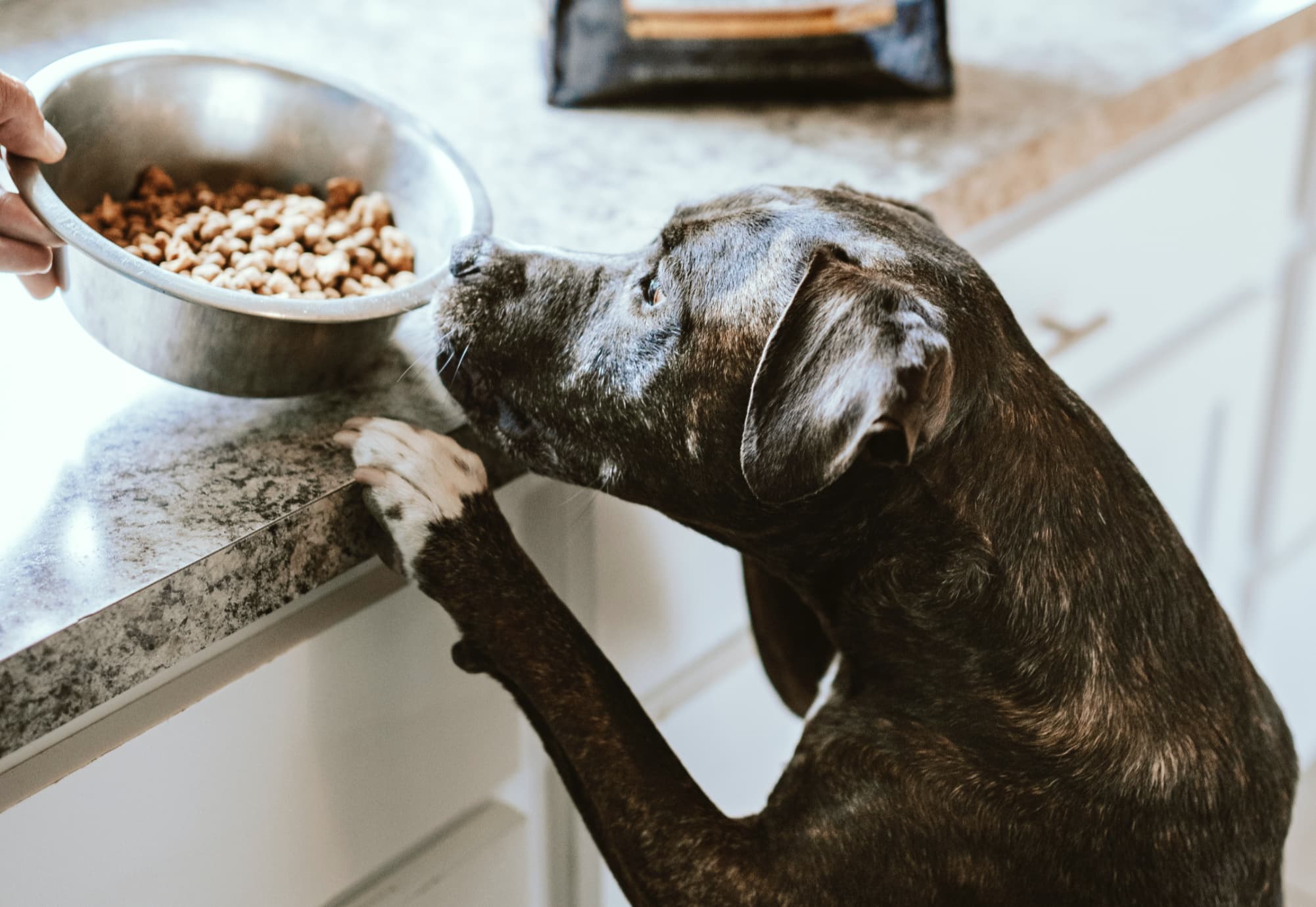 What’s in the Bowl? A Dog Owner’s Guide to Choosing the Right Food