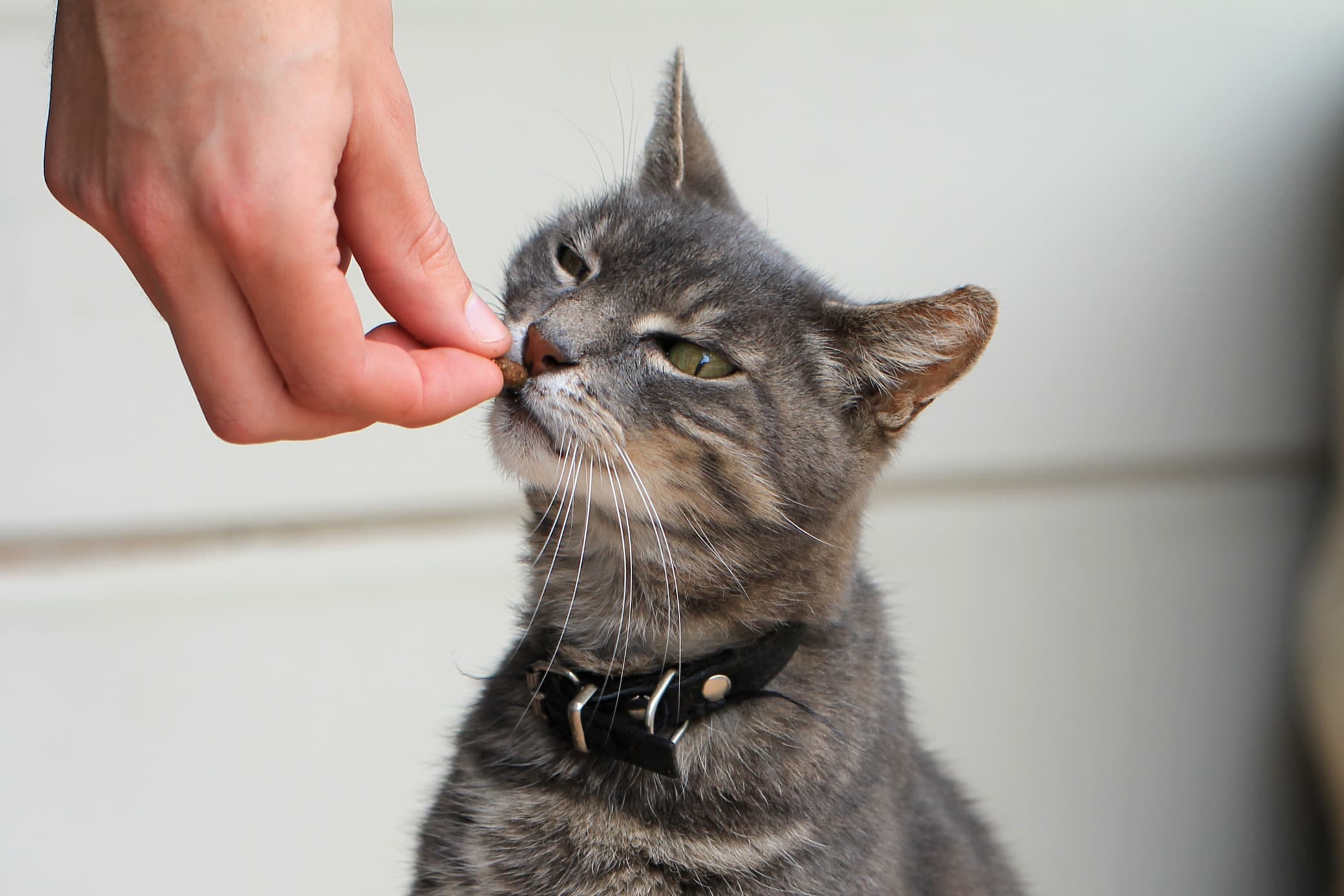 Healthy Treat Options for Cats