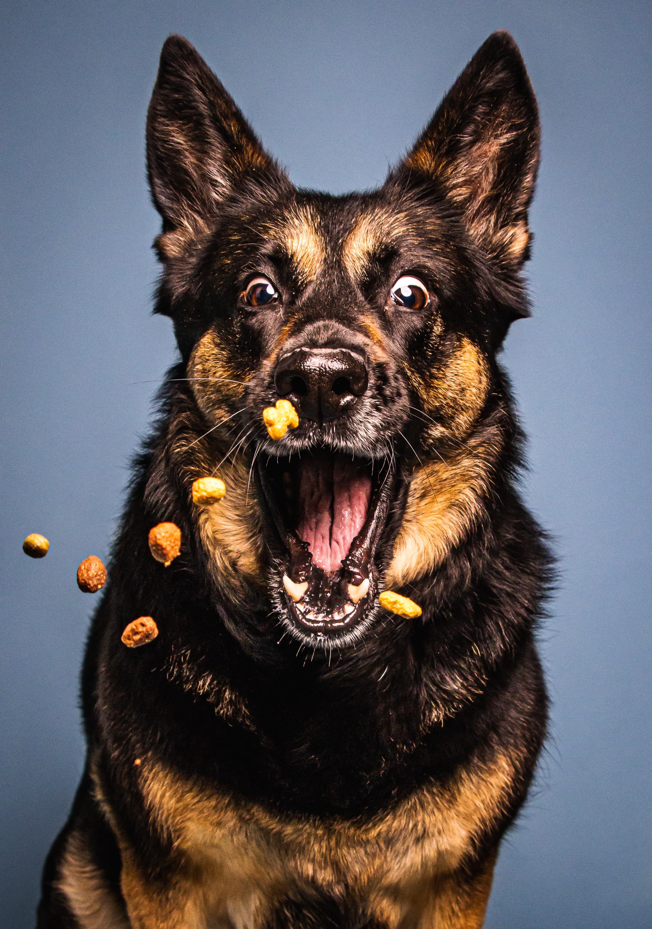 The Right Way to Store Your Pet’s Food to Keep Dog & Cat Food Fresh, Safe, & Nutritious
