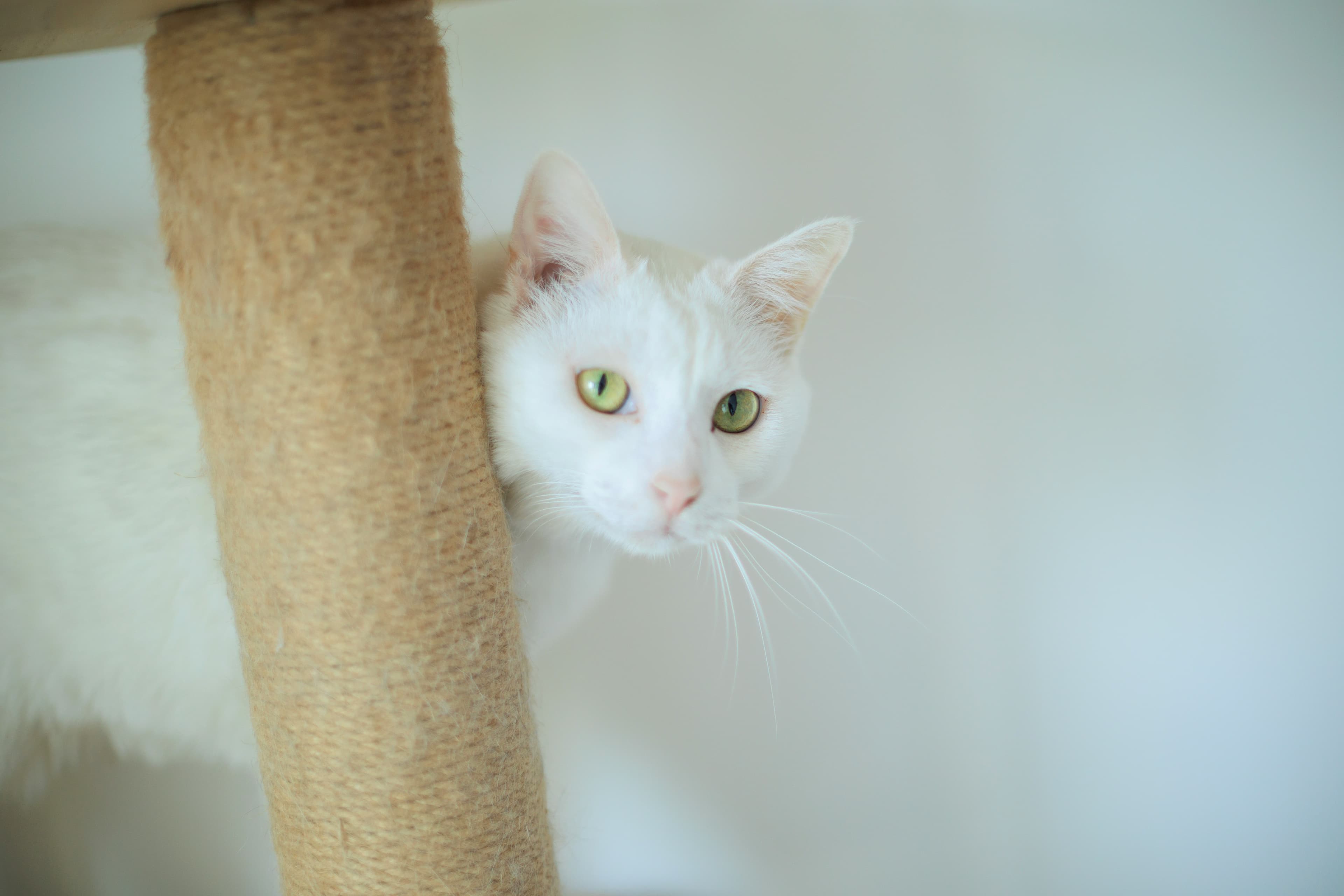 Welcome, Not Whew: How to Invite Calm Visitors and Let Your Cat Meet People on Their Terms