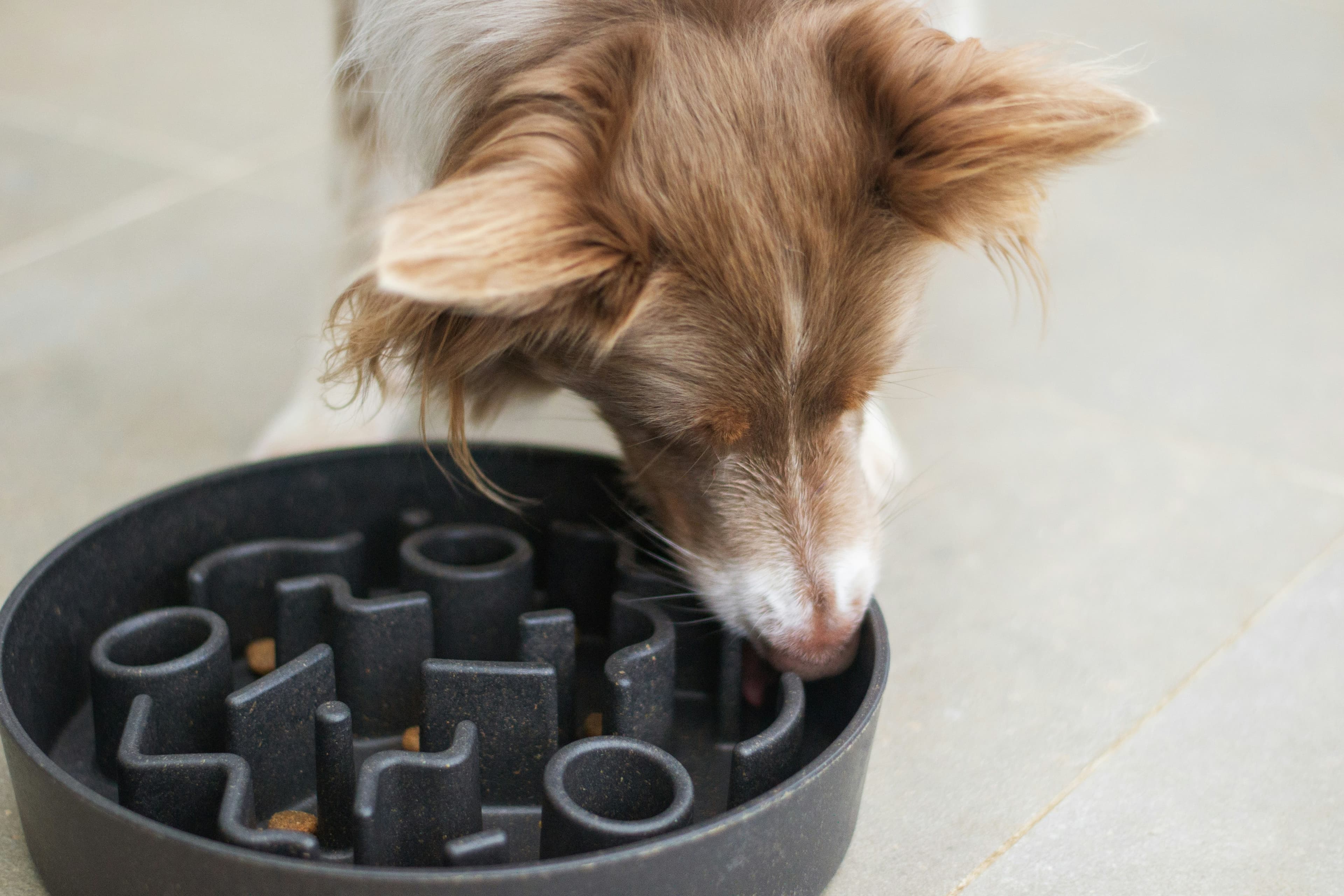 Busy Minds, Happy Dogs: Practical Daily Mental Enrichment That Fits Your Life