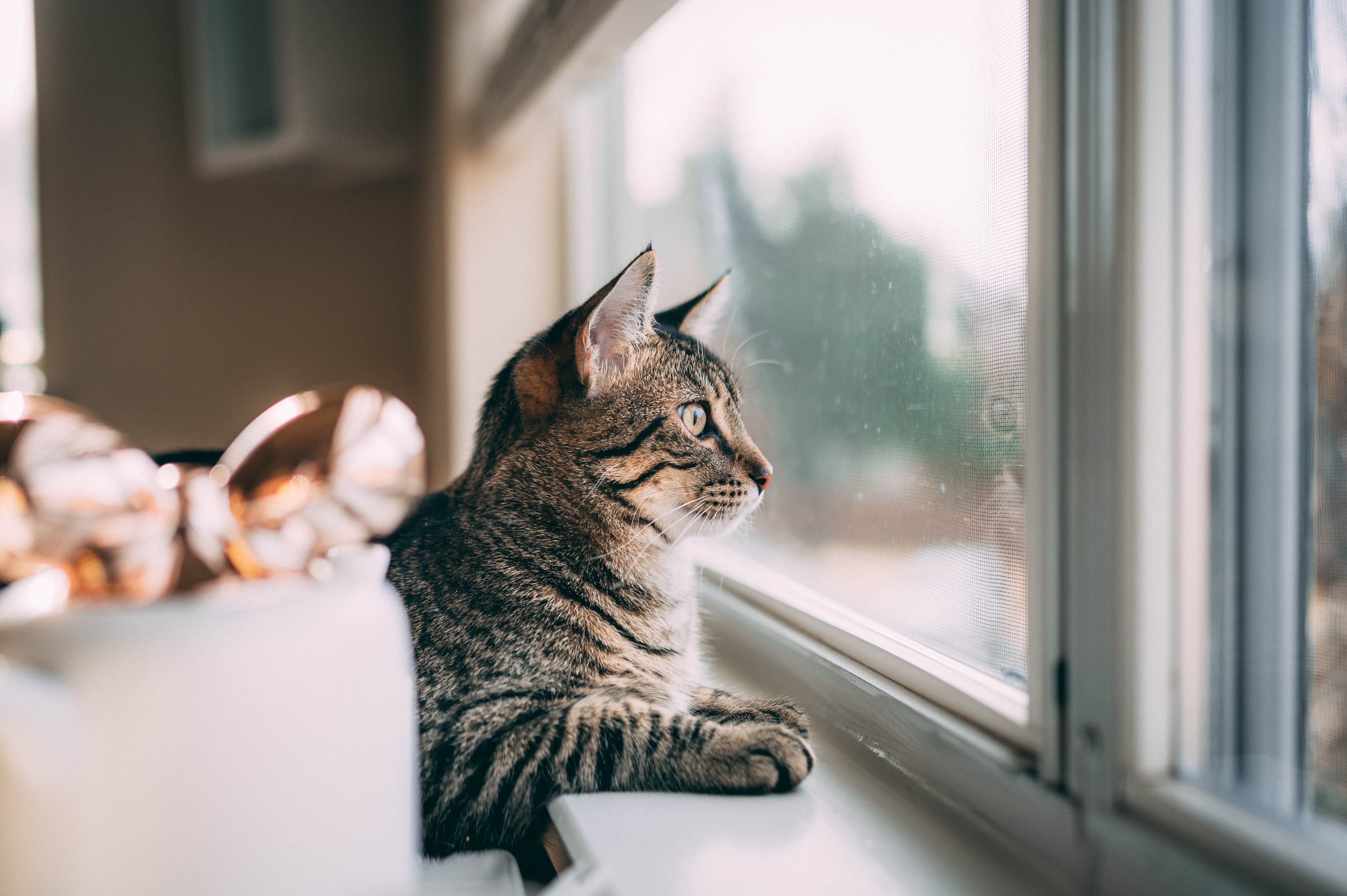 Window Wonders: Create a Safe, Budget-Friendly Bird-Watching Perch Your Cat Will Love