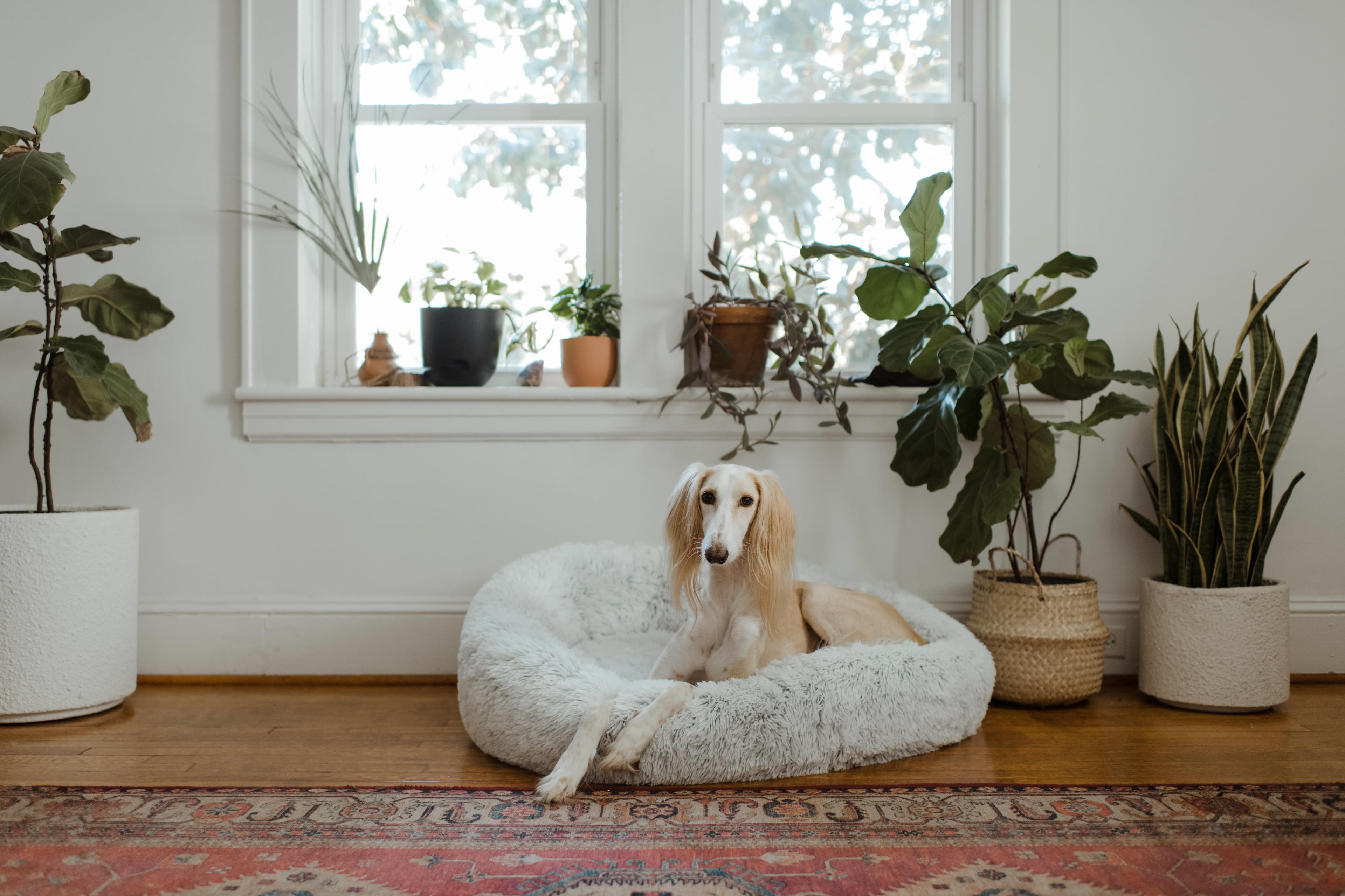 Calm at the Door: Teaching Your Dog Polite Home Greetings, Manners Start at Home
