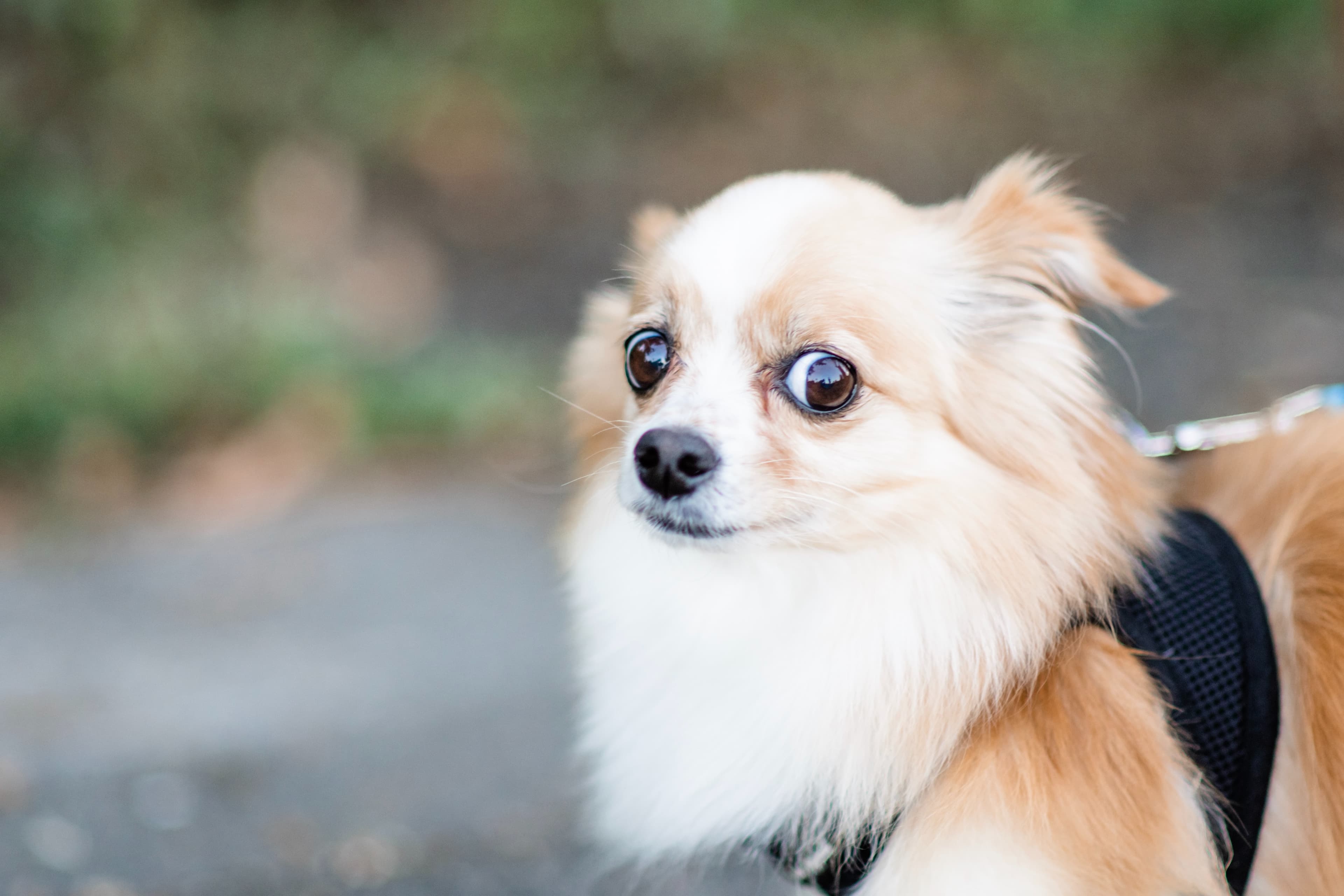 Reading the Room: How to Recognize Stress Signals in Your Dog (and What to Do About Them)