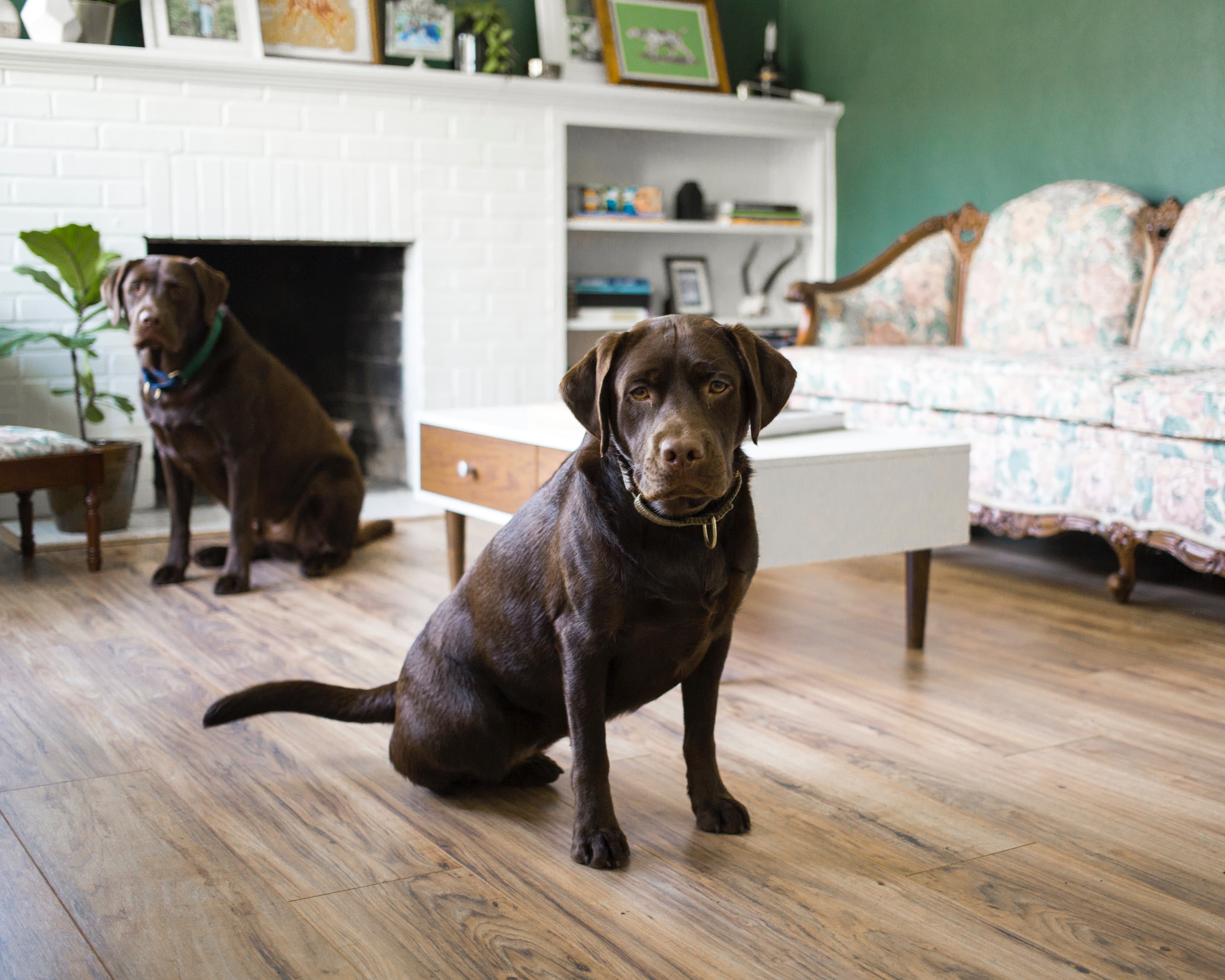 Let Them Come to You: How to Introduce New People and Pets Slowly — Always on Your Dog’s Terms