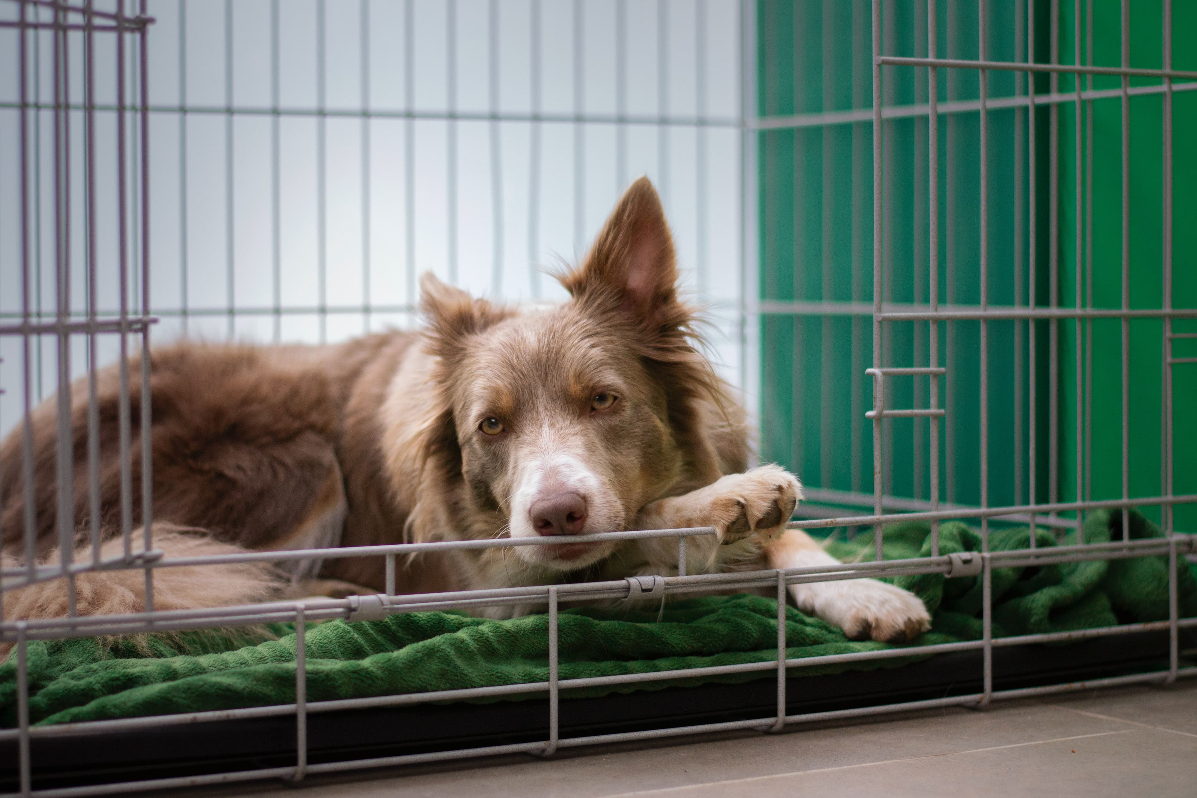 Alone but Comfortable: A Positive, Step-by-Step Plan to Teach Your New Dog to Be Calm When Left Alone