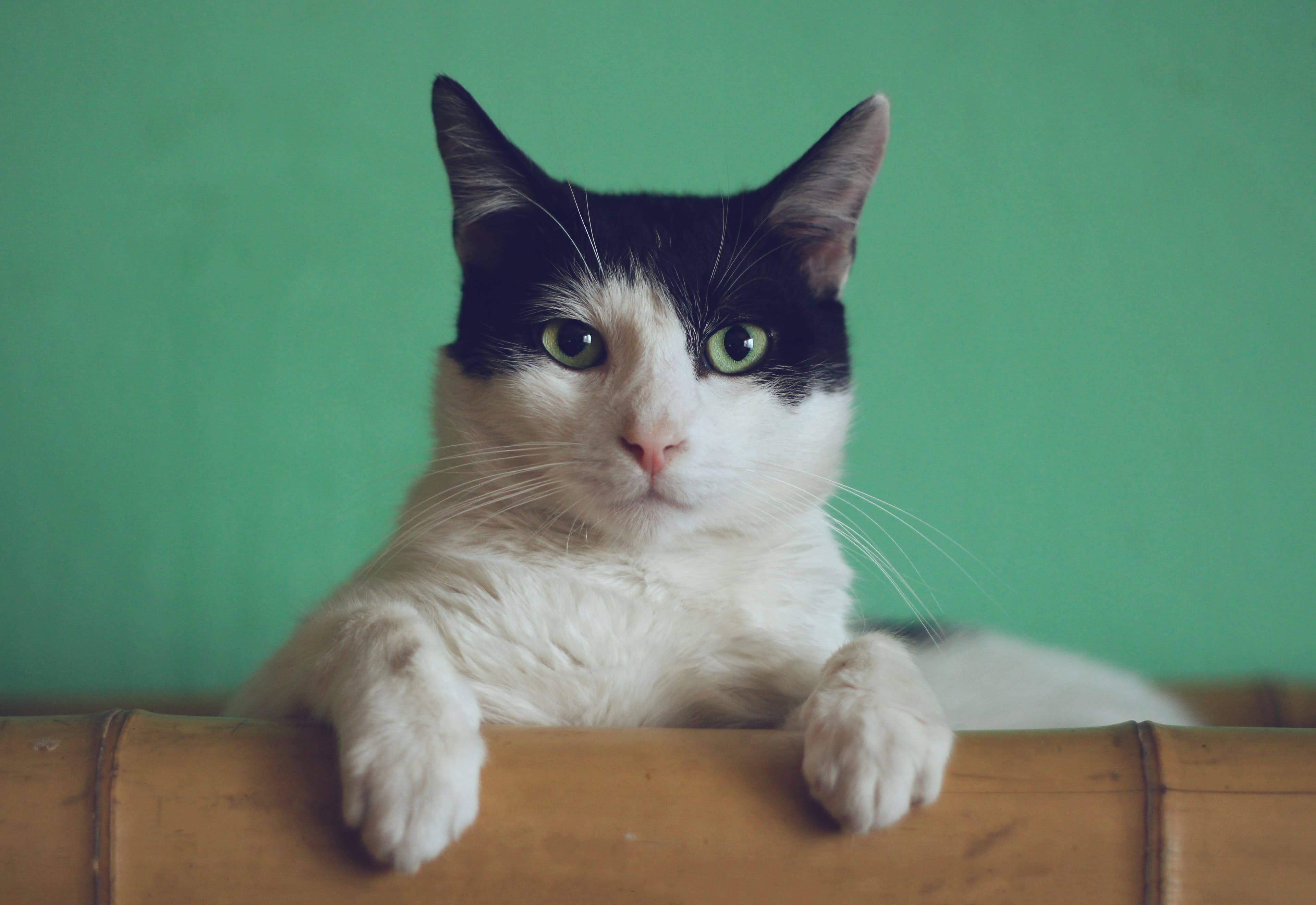 Is My Cat at a Healthy Weight? How to Tell, and What Really Matters
