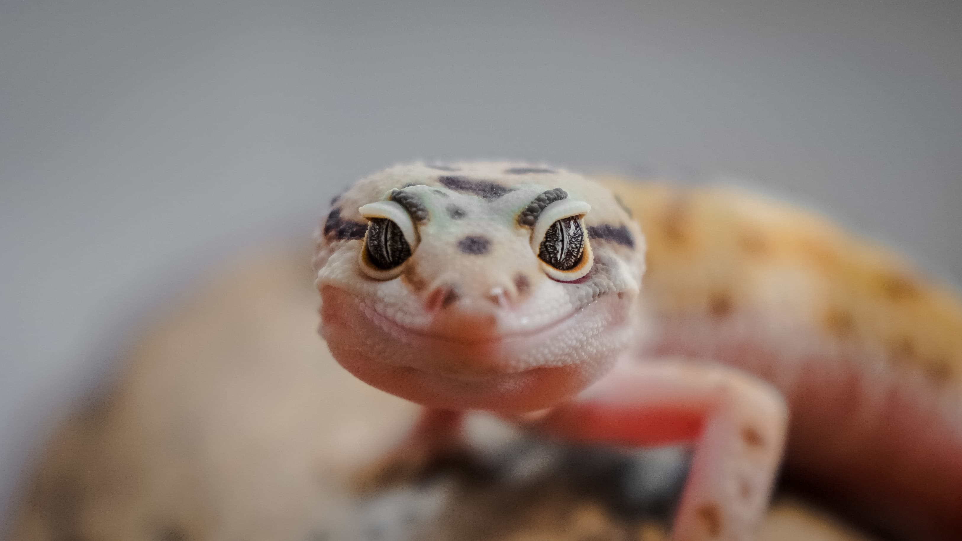 🐾 10 Great Starter Pets for Kids & 5 Pets That Seem Easy... but Aren't