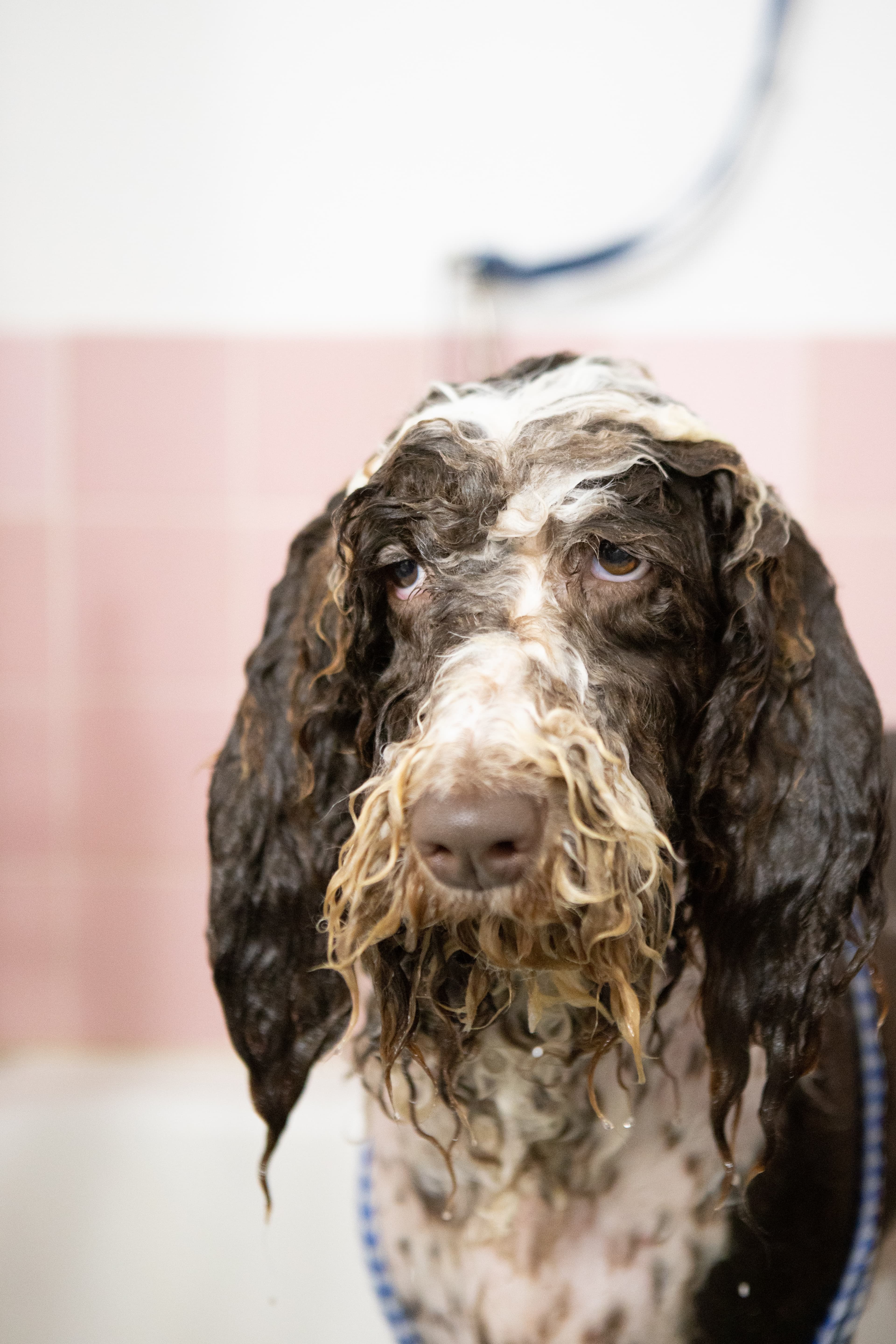 More Than a Brush: Why Grooming Is Essential for Every Dog; Short, Long, or Hairless