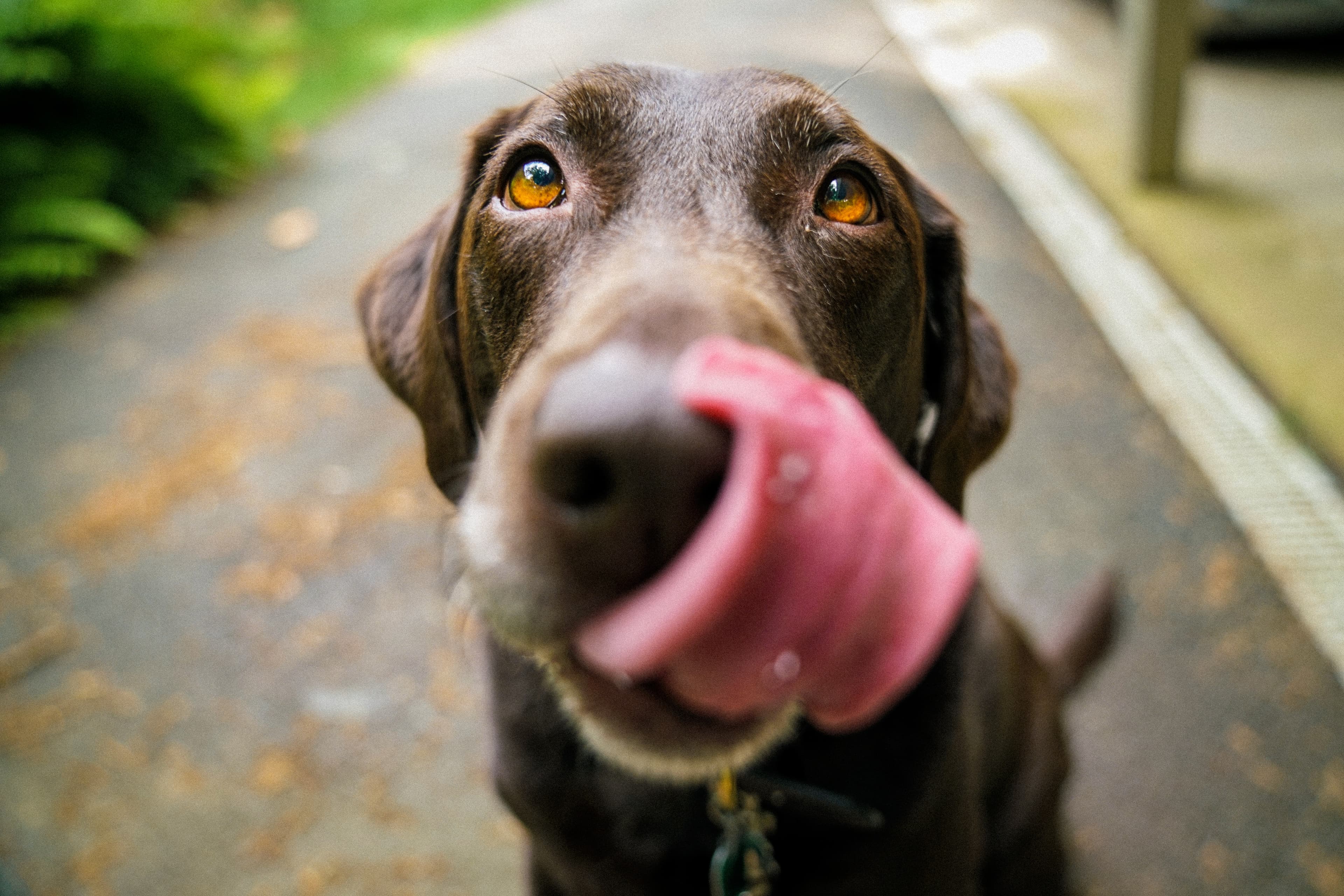 A Fit Dog Is a Happy Dog, How to Keep Your Dog at a Healthy Weight and Know They’re on Track
