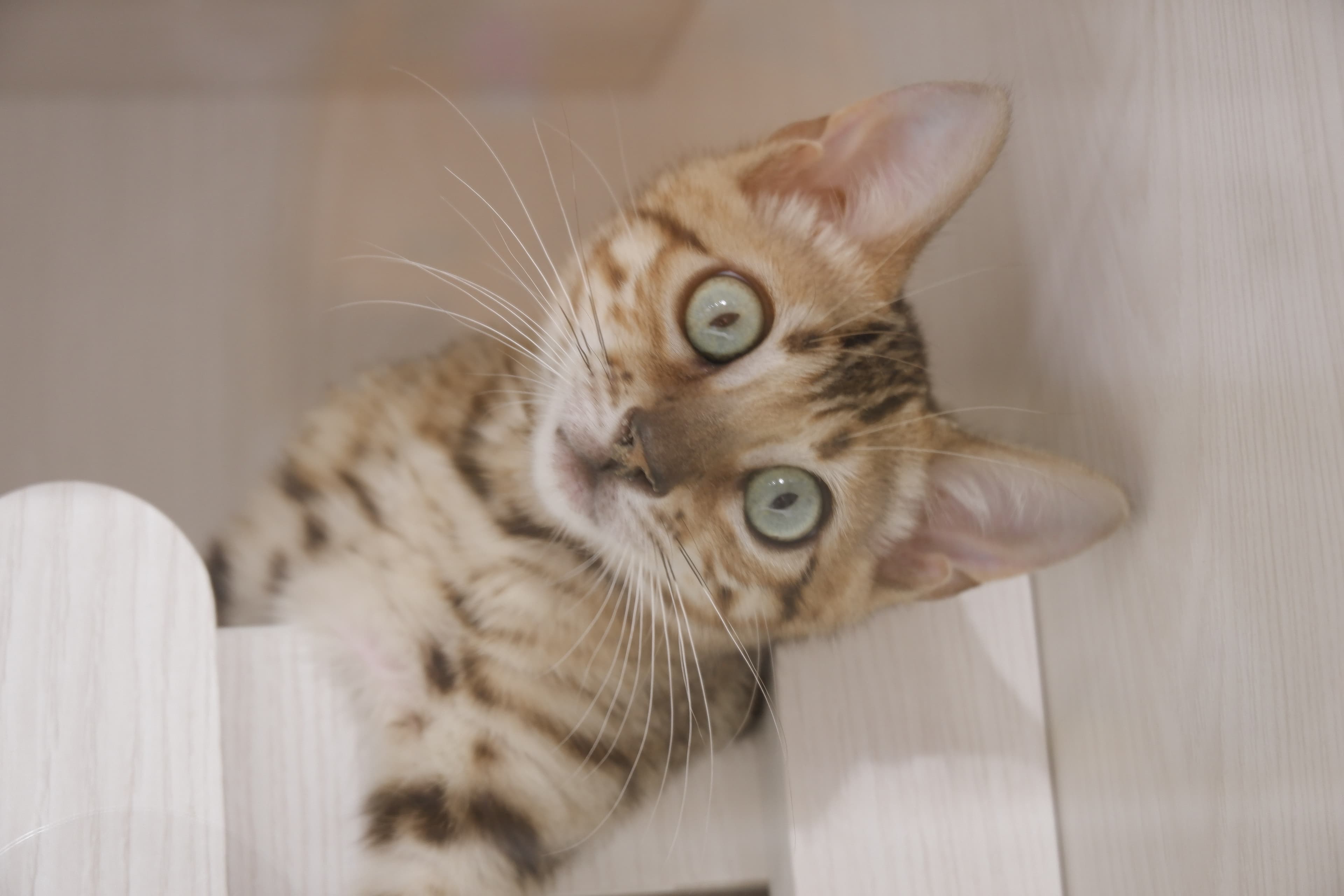 Think, Hunt, Eat: Using Puzzle Feeders to Turn Mealtime into Mental Enrichment for Cats