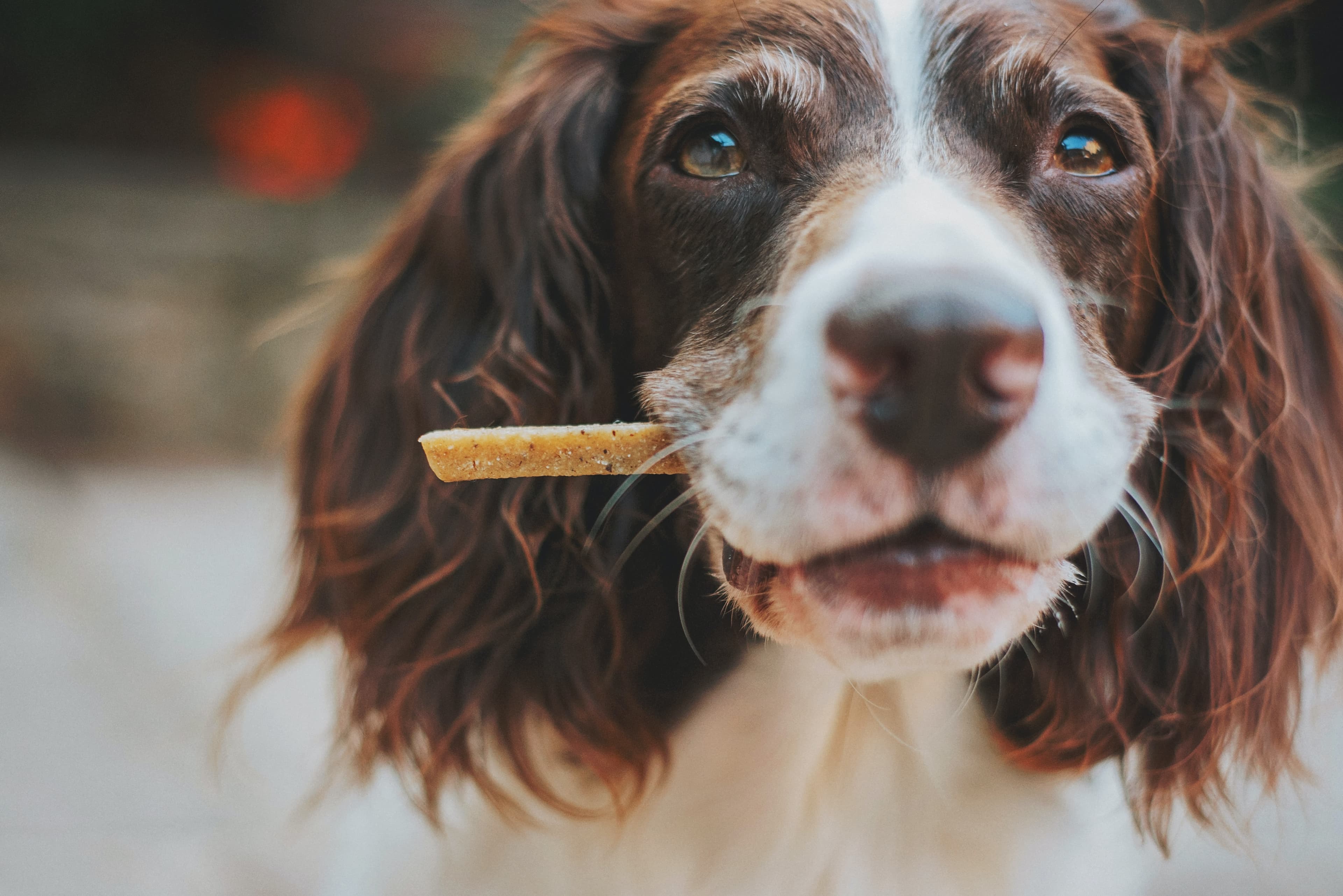 Healthy Treat Options for Dogs