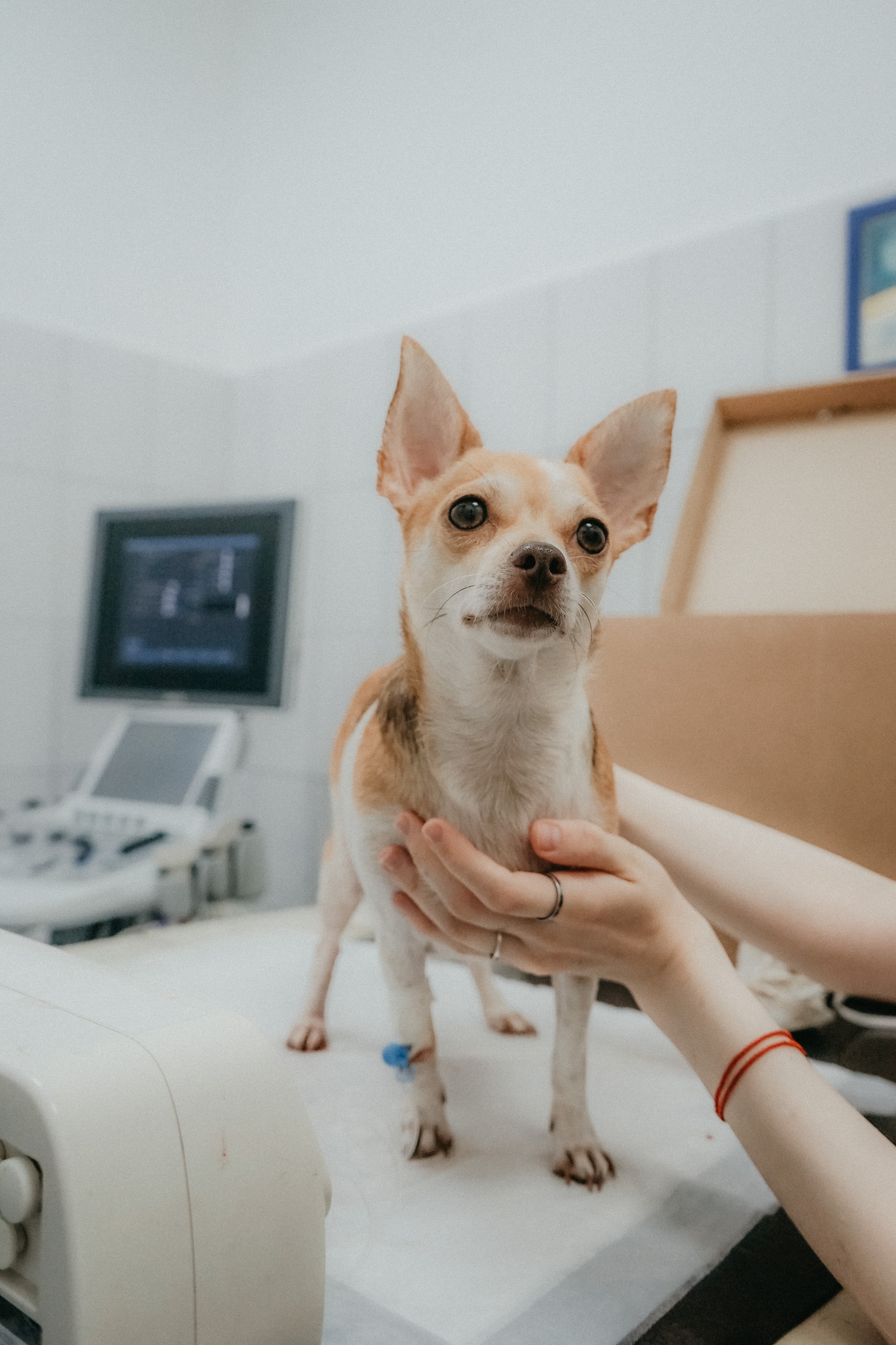 Health Essentials for New Dogs: How to Talk Weight, Parasite Prevention, and Vaccines with Your Vet