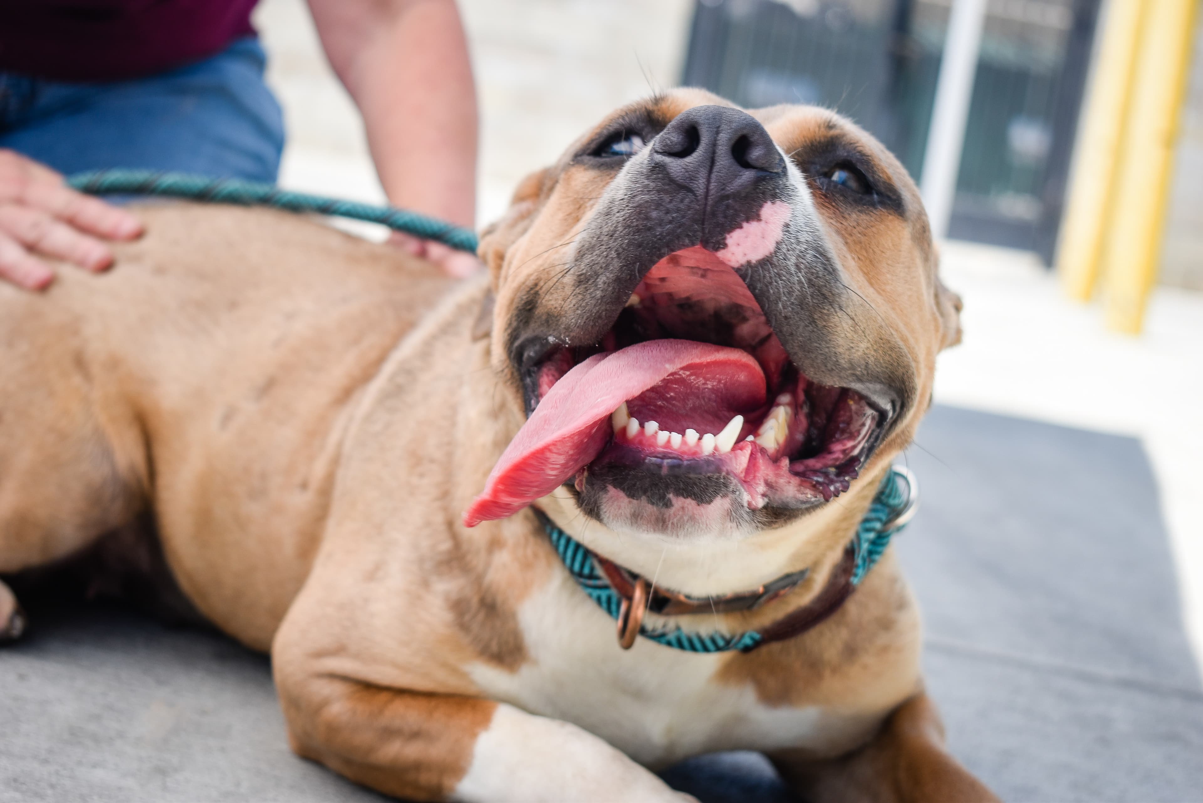 Welcome Home: Setting Up a Calm, Safe Space for Your New Dog (and Introducing Them to Your Resident Dog)