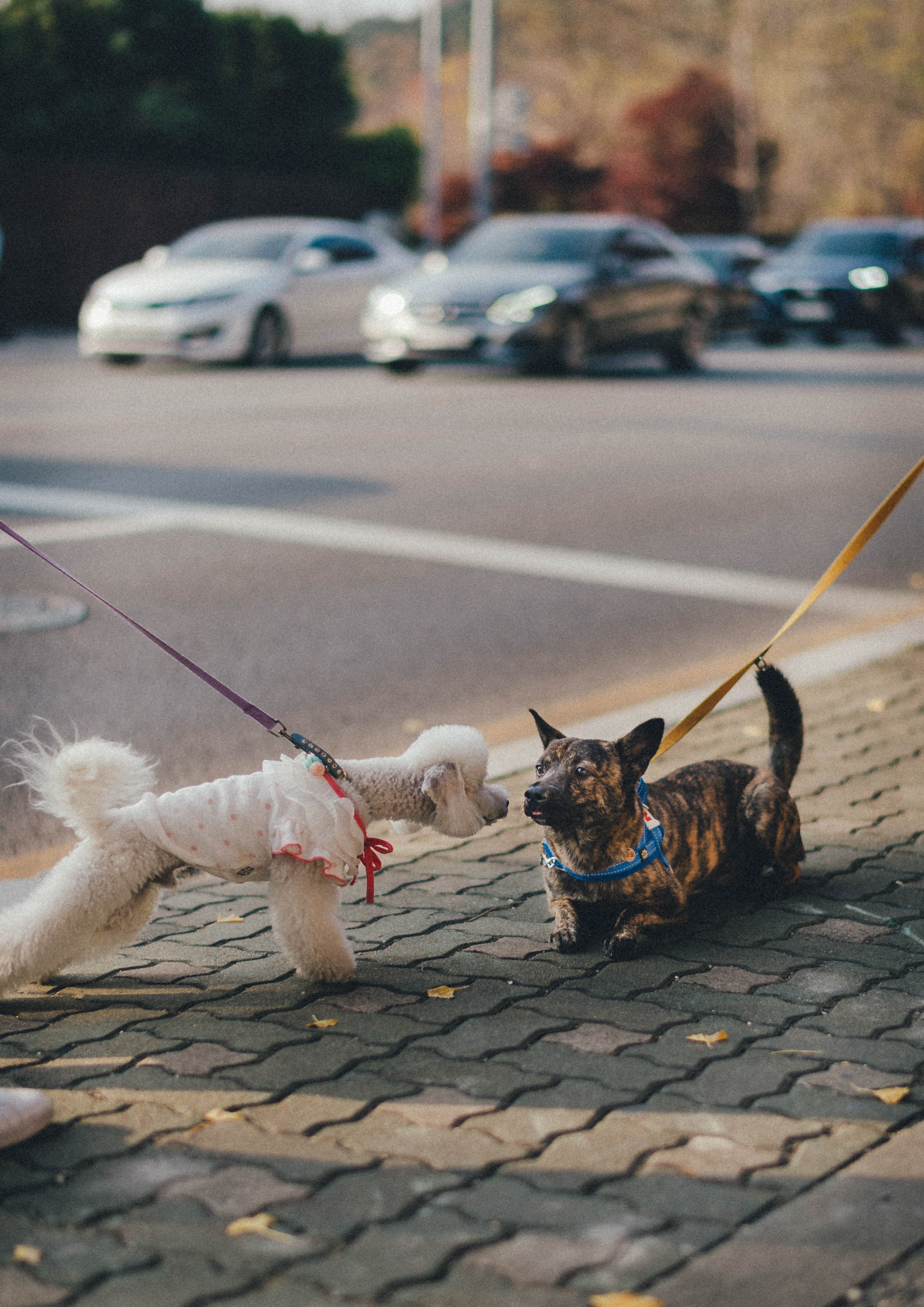 Carefully Curious: How to Introduce Your New Dog to Places, People, and Play, Without Pushing Too Far