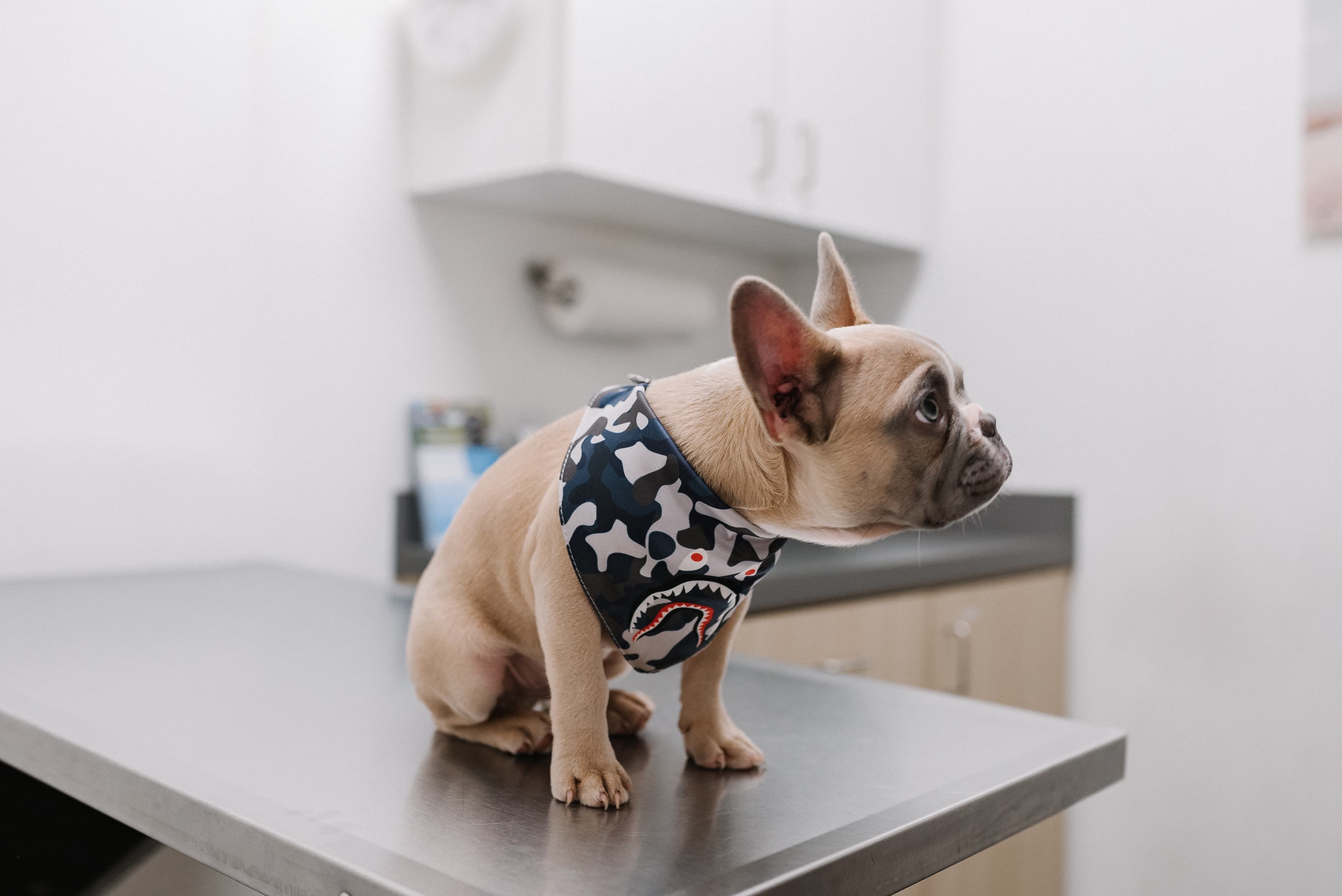 Are Annual Vet Visits Really Necessary?
