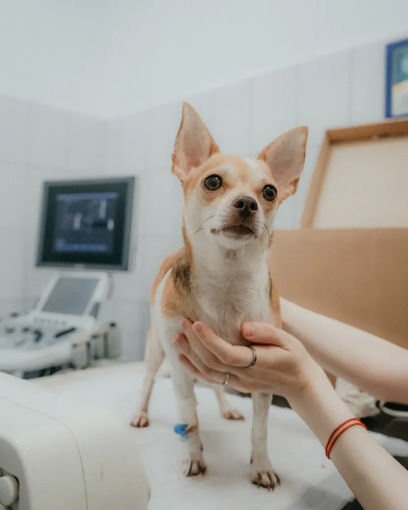 A small dog standing on an exam table during a visit