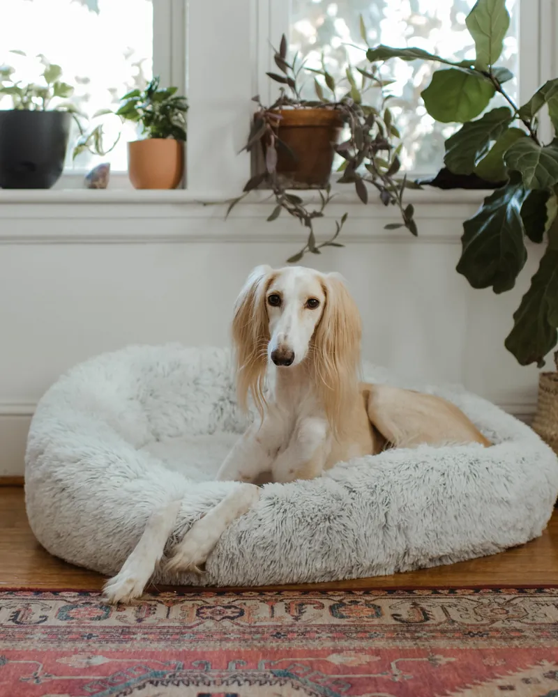 A dog resting comfortably at home