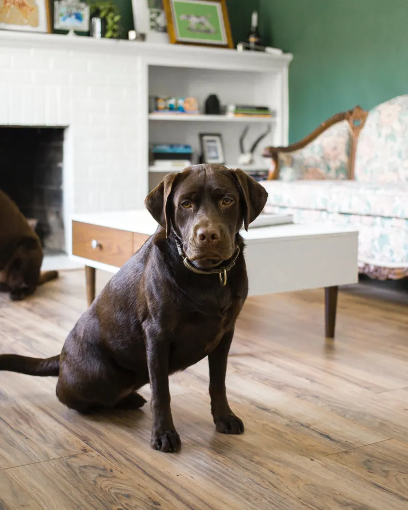 A chocolate Labrador sitting in a living room at home
